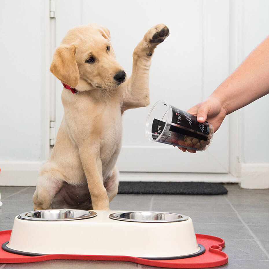 How Much Does It Cost To Desex A Male Dog Nz